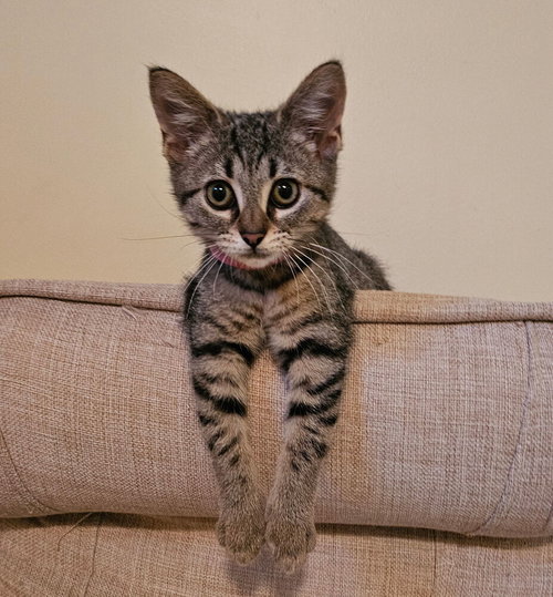 Clare, an adoptable Domestic Short Hair in Springdale, PA