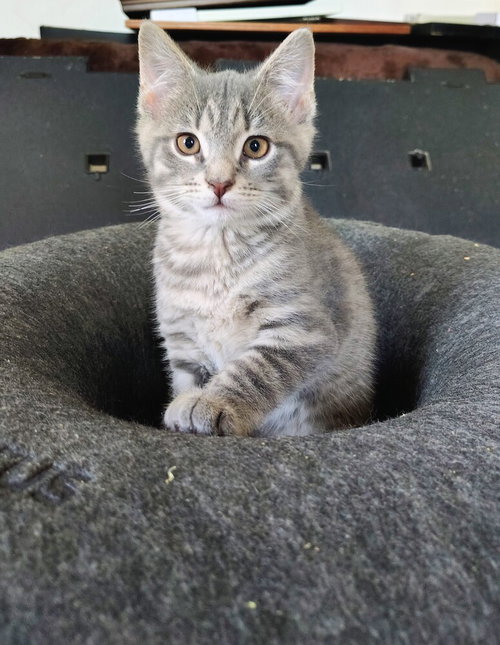 Norma, an adoptable Domestic Short Hair in Springdale, PA