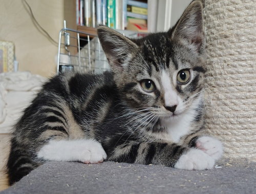 Abner, an adoptable Domestic Short Hair in Springdale, PA
