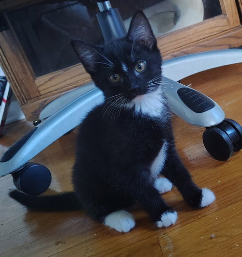 Martha, an adoptable Domestic Short Hair in Springdale, PA