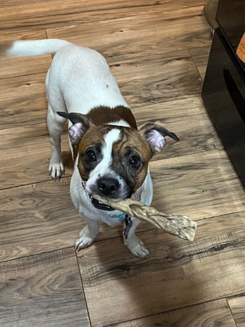 Ace, an adoptable Boston Terrier in Springdale, PA