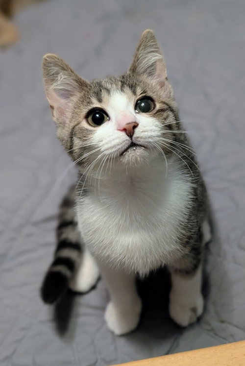 Hope, an adoptable Domestic Short Hair in Springdale, PA