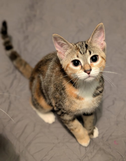 Daisy, an adoptable Domestic Short Hair in Springdale, PA