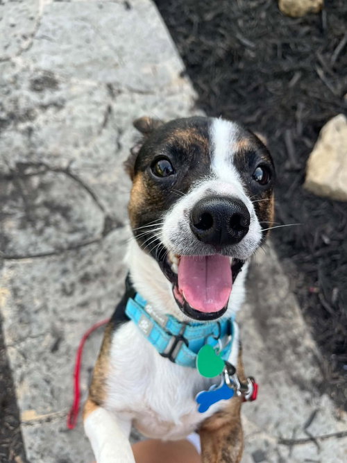 Max, an adoptable Chihuahua in Springdale, PA