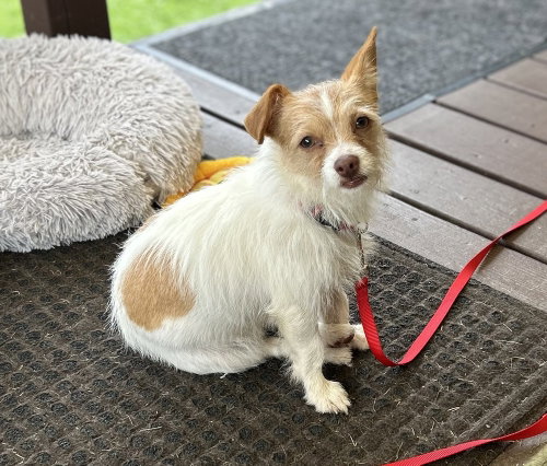Abby, an adoptable Chihuahua in Springdale, PA