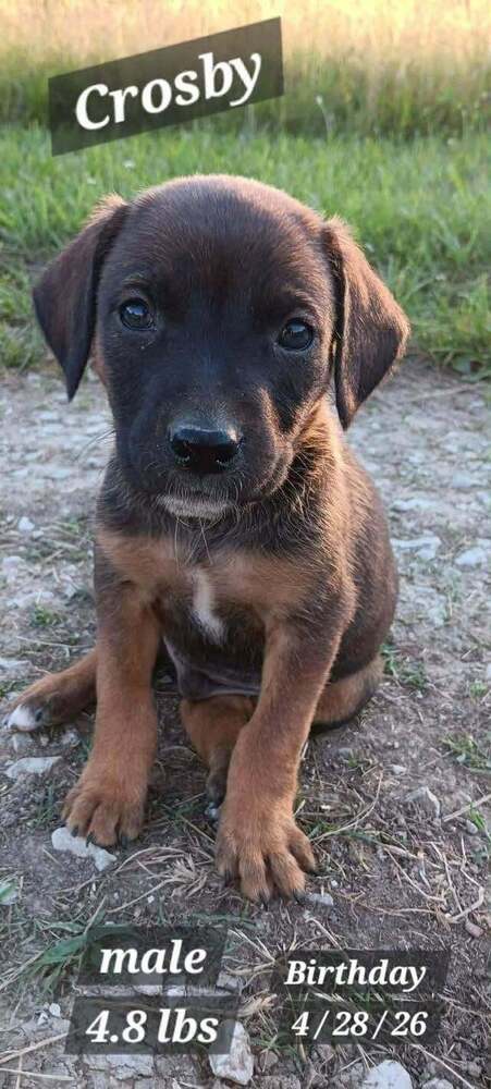 Crosby, an adoptable Plott Hound in Springdale, PA
