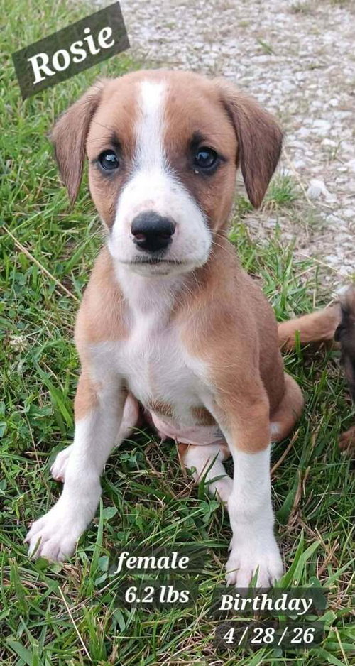 Rosie, an adoptable Plott Hound in Springdale, PA