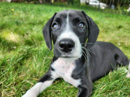 Poppy photo 4