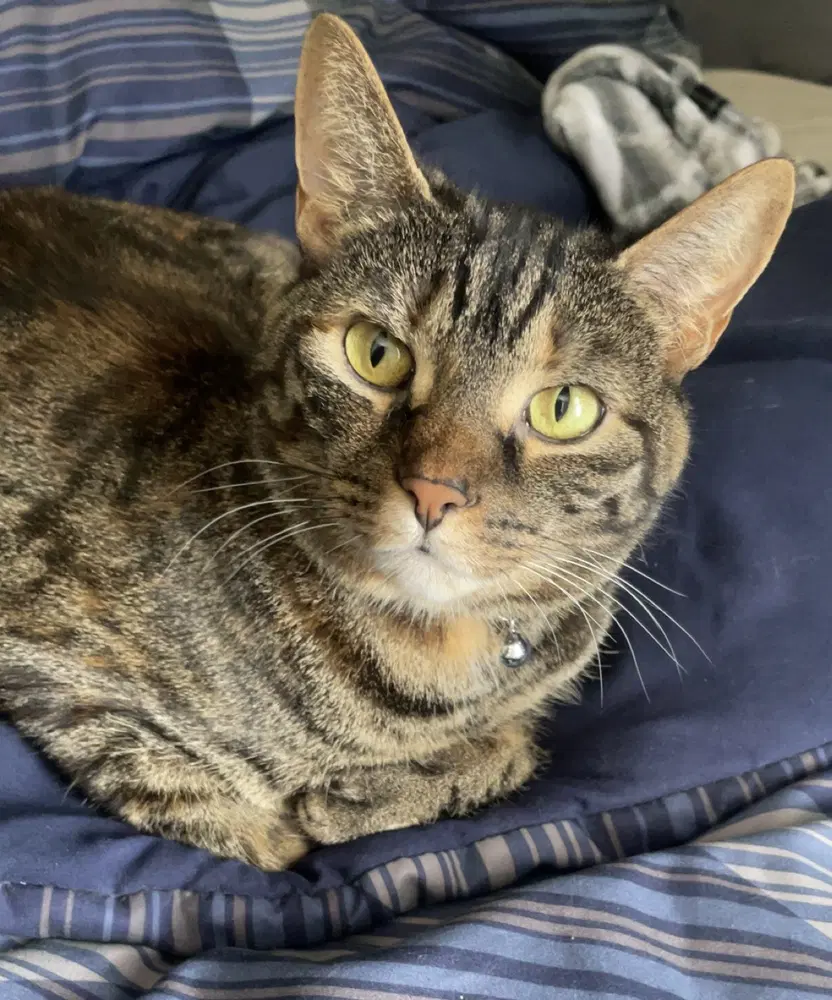 Peanut - Domestic Short Hair
