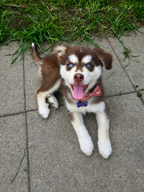 Stella, an adoptable Alaskan Malamute in Springdale, PA