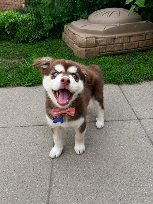 Stella photo 2