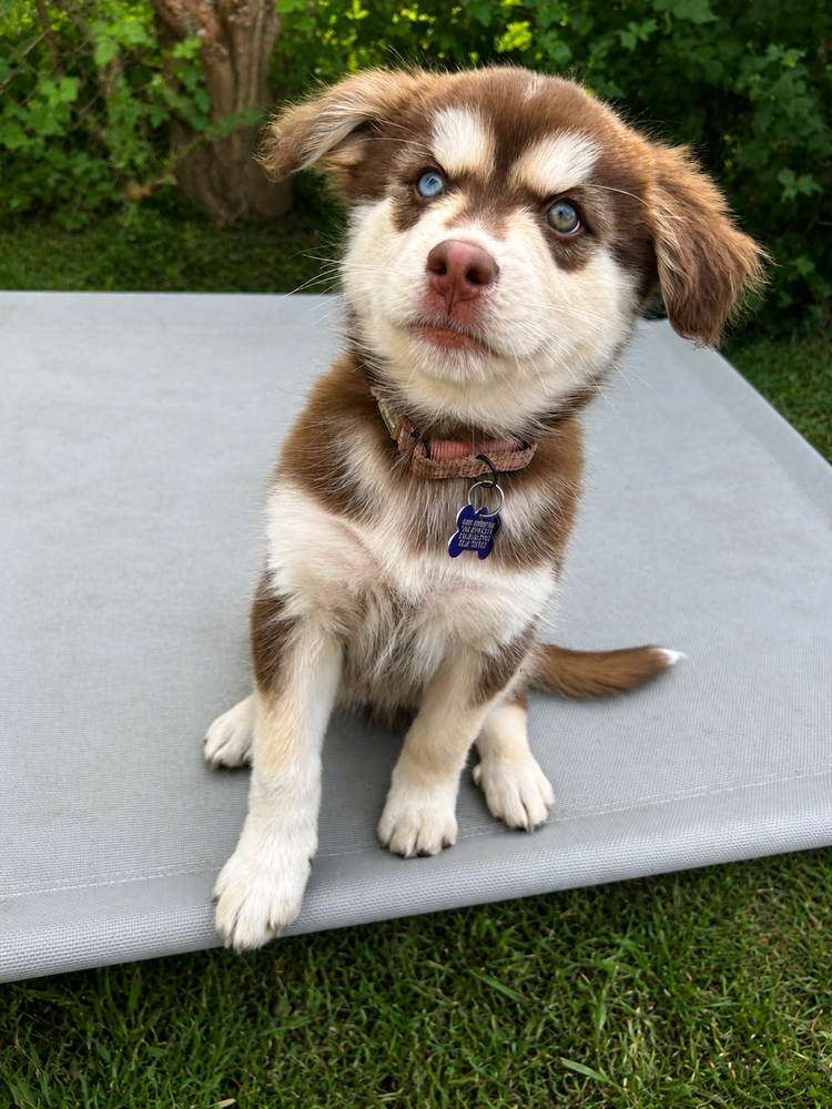 Stella
