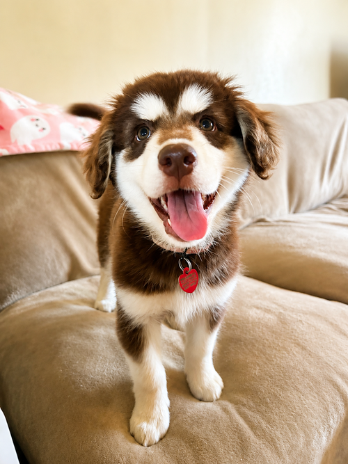 Skye, an adoptable Alaskan Malamute in Springdale, PA