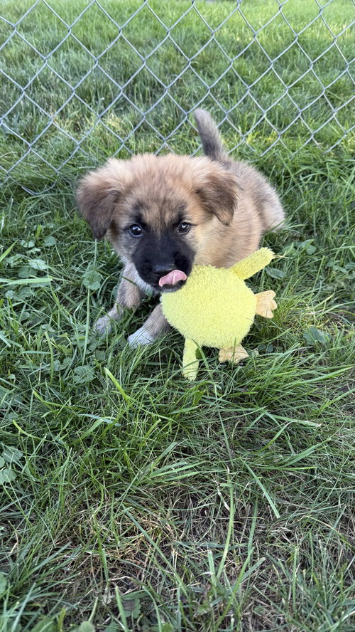 Honey photo 2