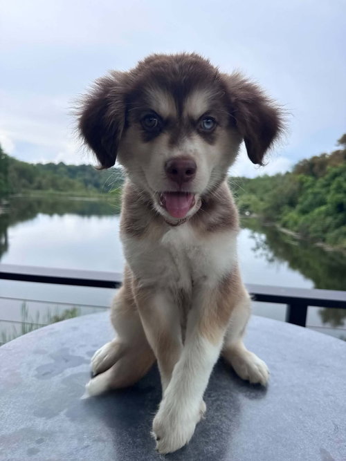 Scout