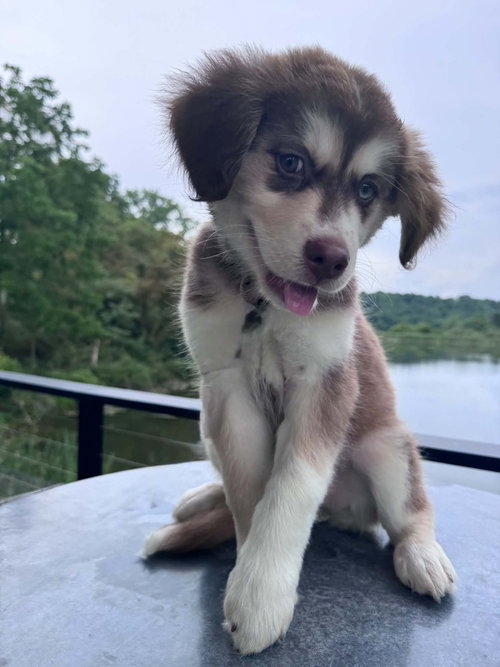 Scout photo 2