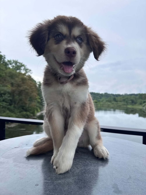 Scout photo 3