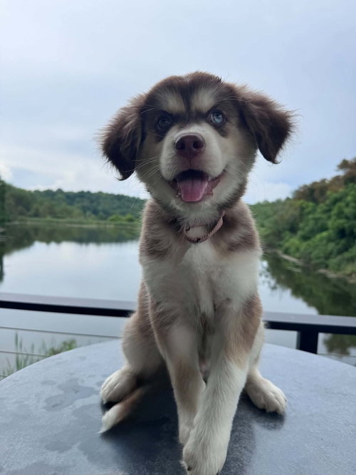 Scout photo 4