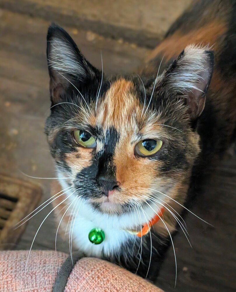 Oatmeal, cat