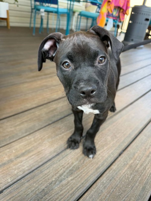 picture of the dog needing adoption