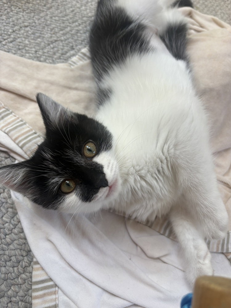 Nova, cat