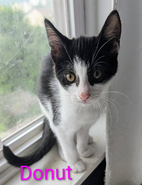 picture of the cat needing adoption
