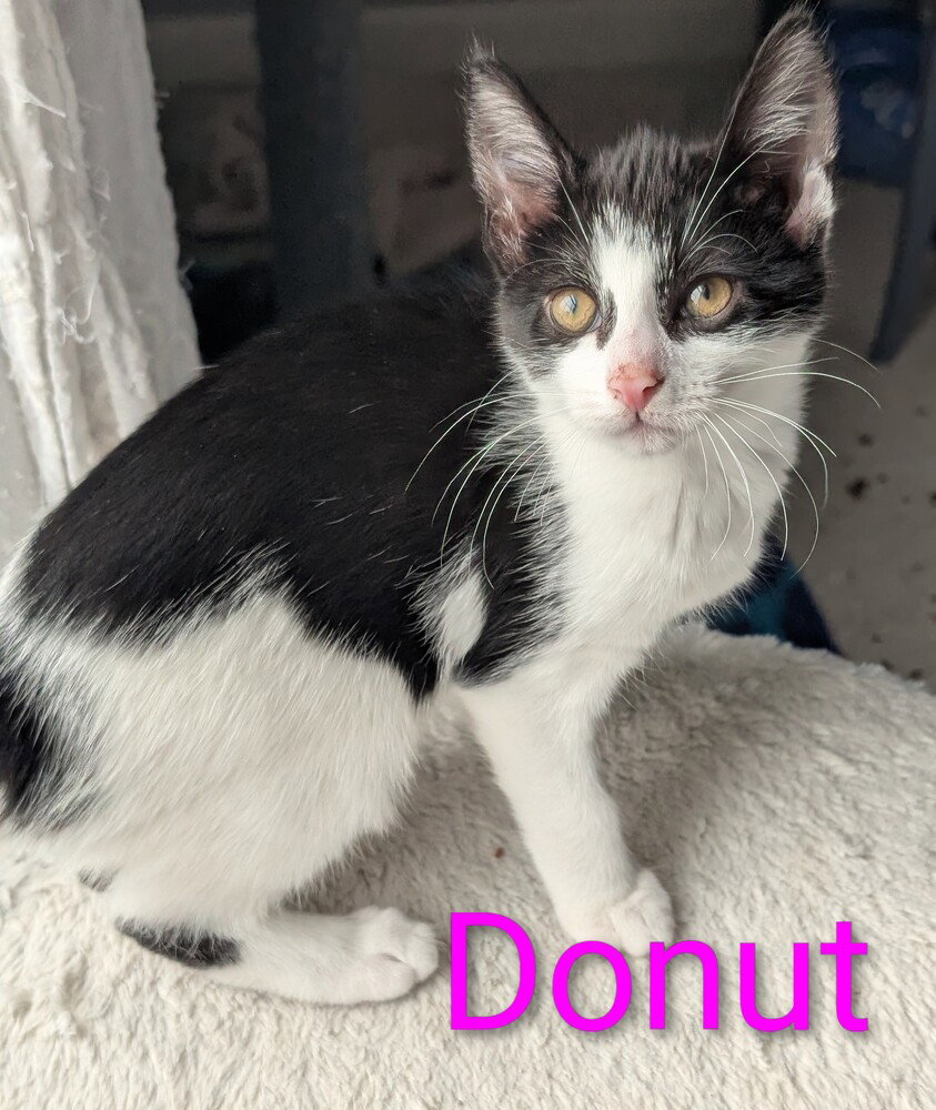 Donut, photo 3