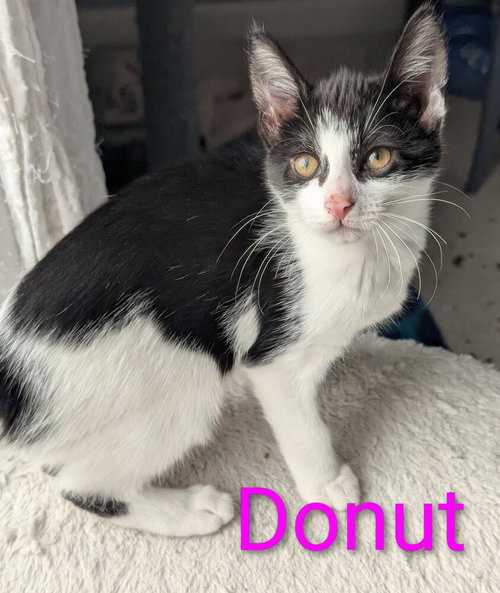 Photo 3 of Donut
