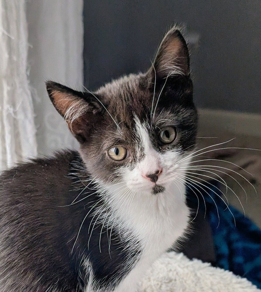 Muffin, cat
