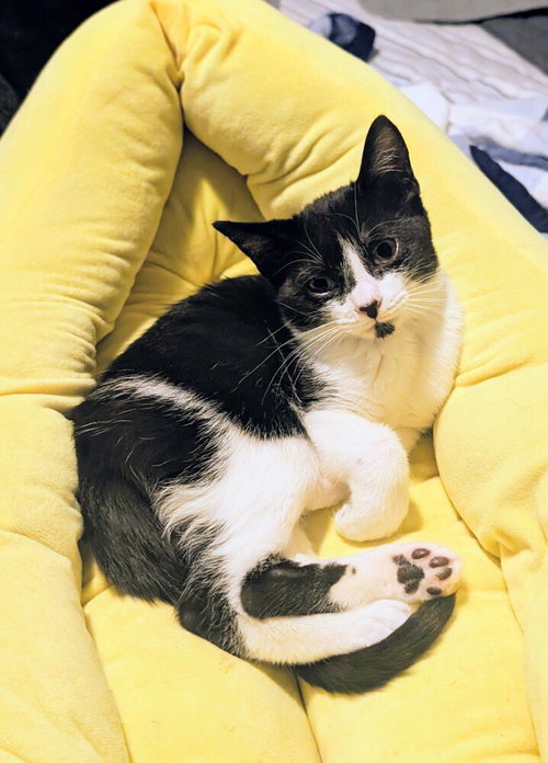 Photo 2 of Muffin
