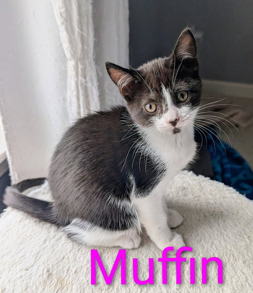 Photo 4 of Muffin