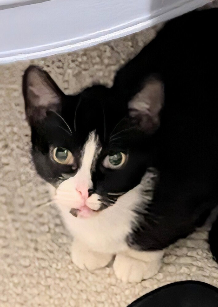 Cheerio, cat