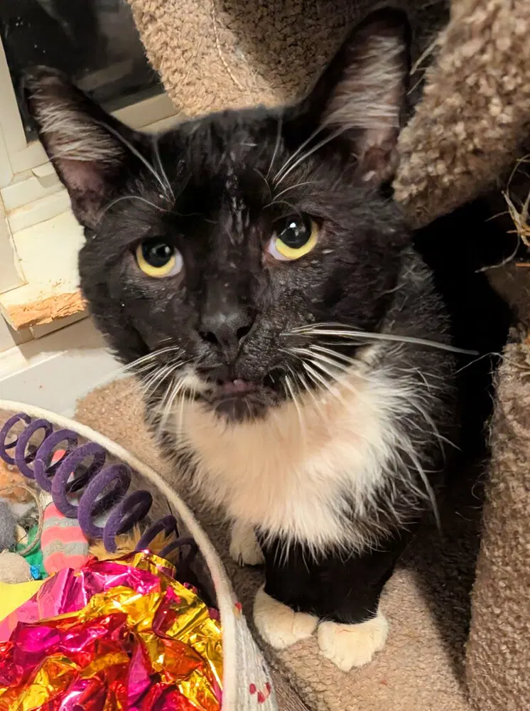 Toast Malone - Domestic Short Hair