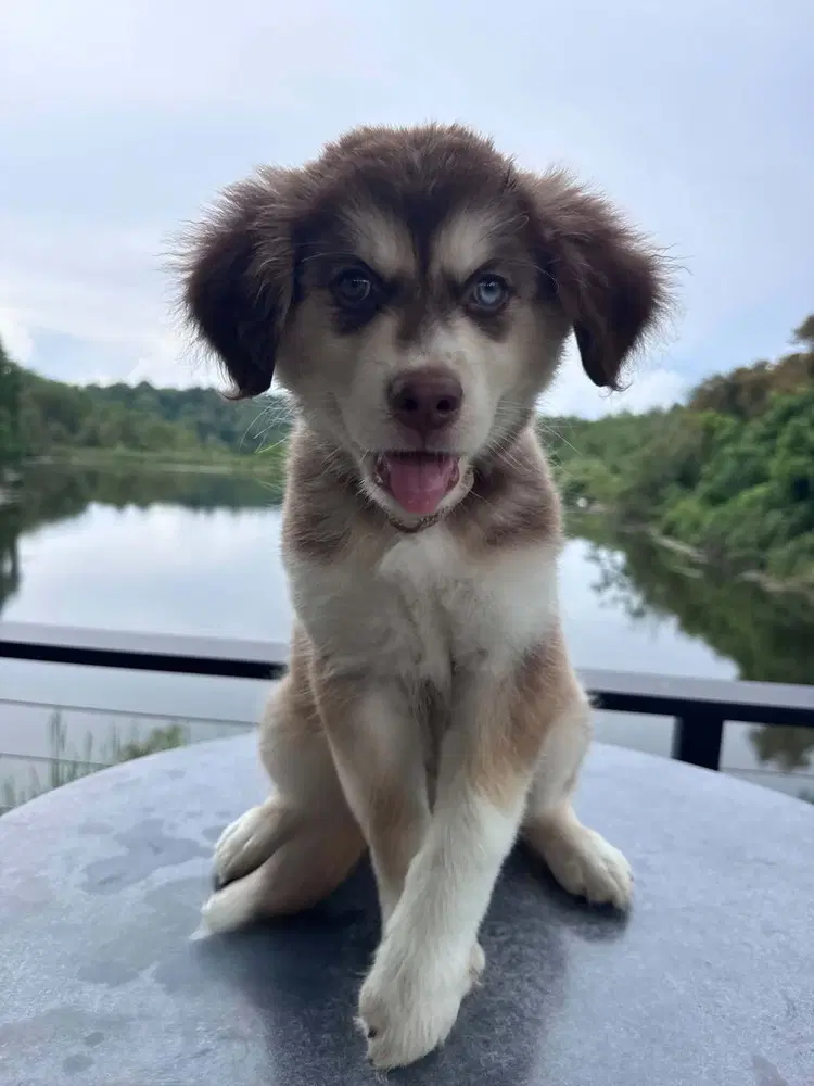 Scout - Husky