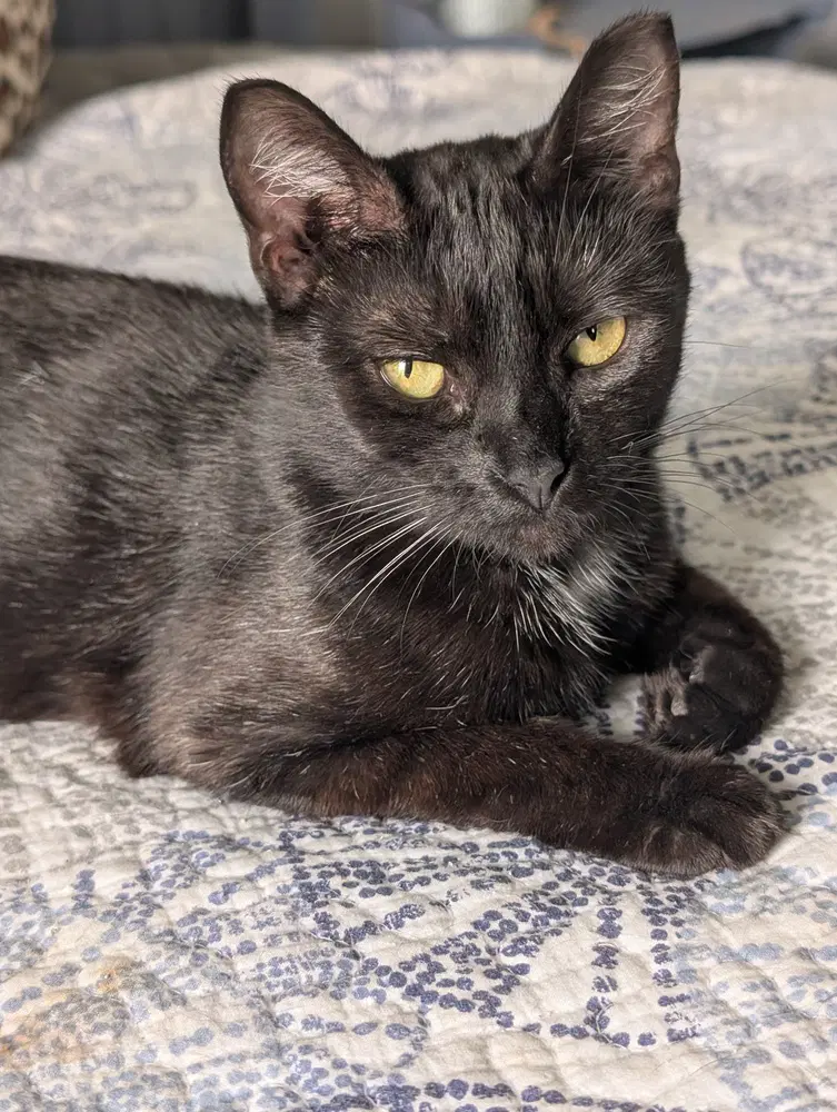French Toast - Domestic Short Hair