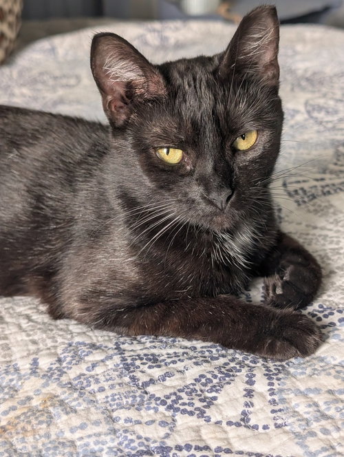 picture of the cat needing adoption