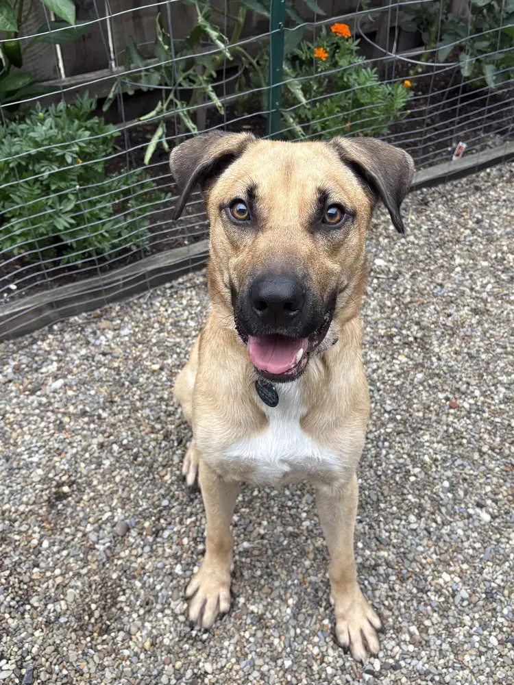 Duggie - Shepherd