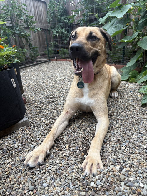 picture of the dog needing adoption