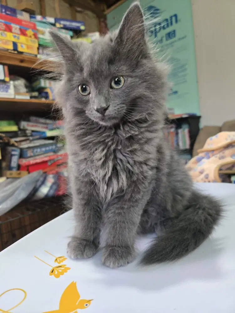 Forrest - Domestic Long Hair