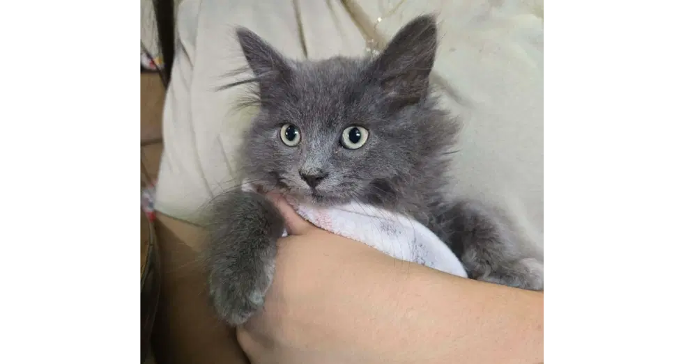 Grace - Domestic Long Hair