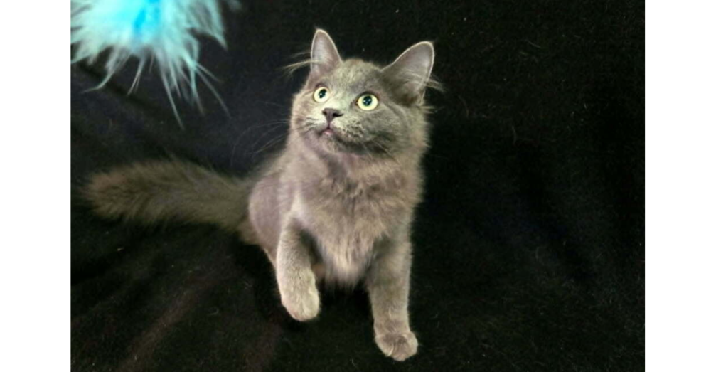 Grace, cat
