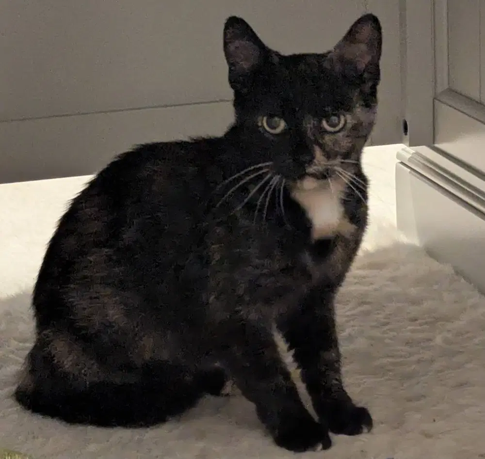 Granola - Domestic Short Hair
