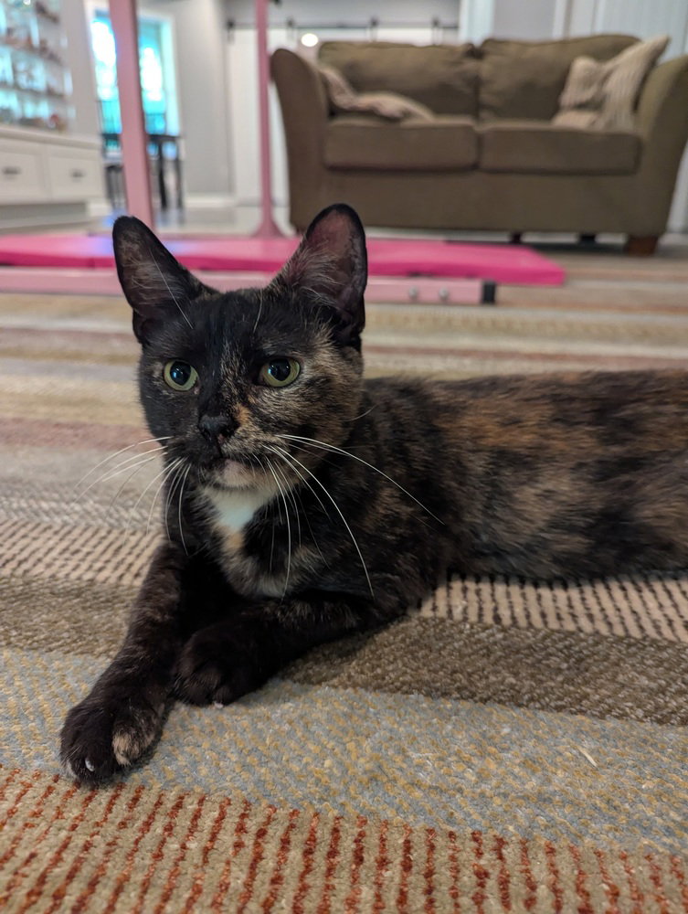 Granola, cat
