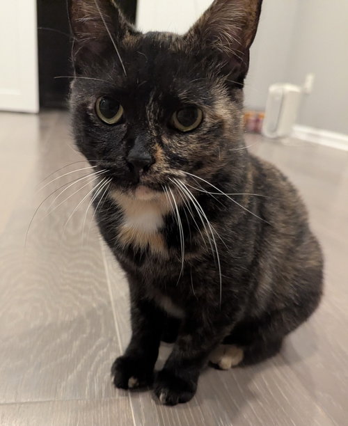 Granola, a cat for adoption from Paws Across Pittsburgh