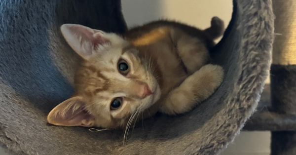 Copper, cat