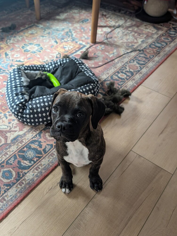 Pearl, dog