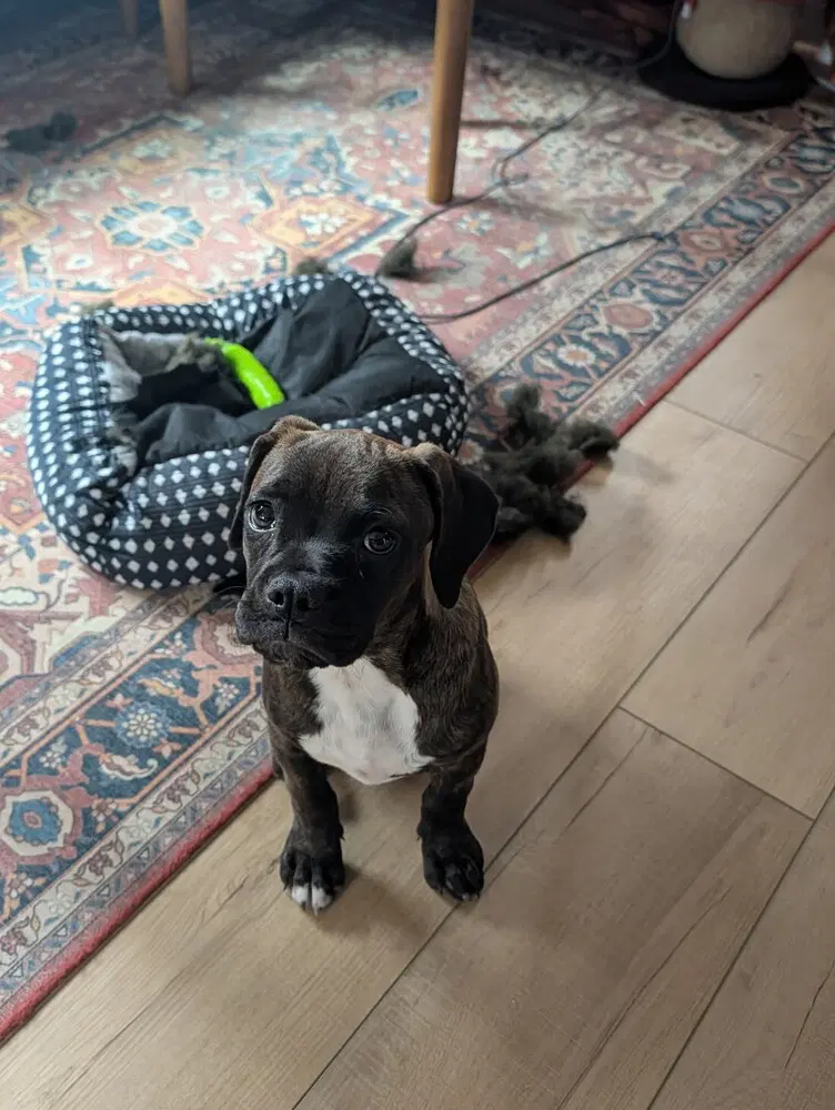 Pearl - Boxer