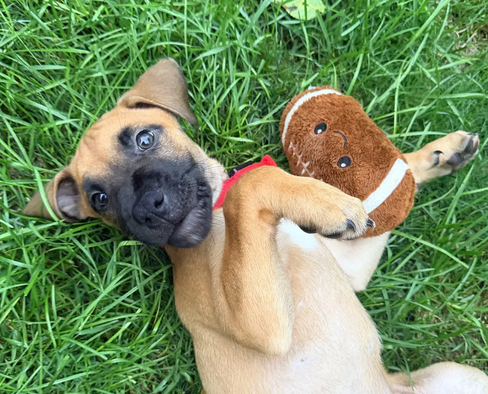 Bumble - Labrador Retriever