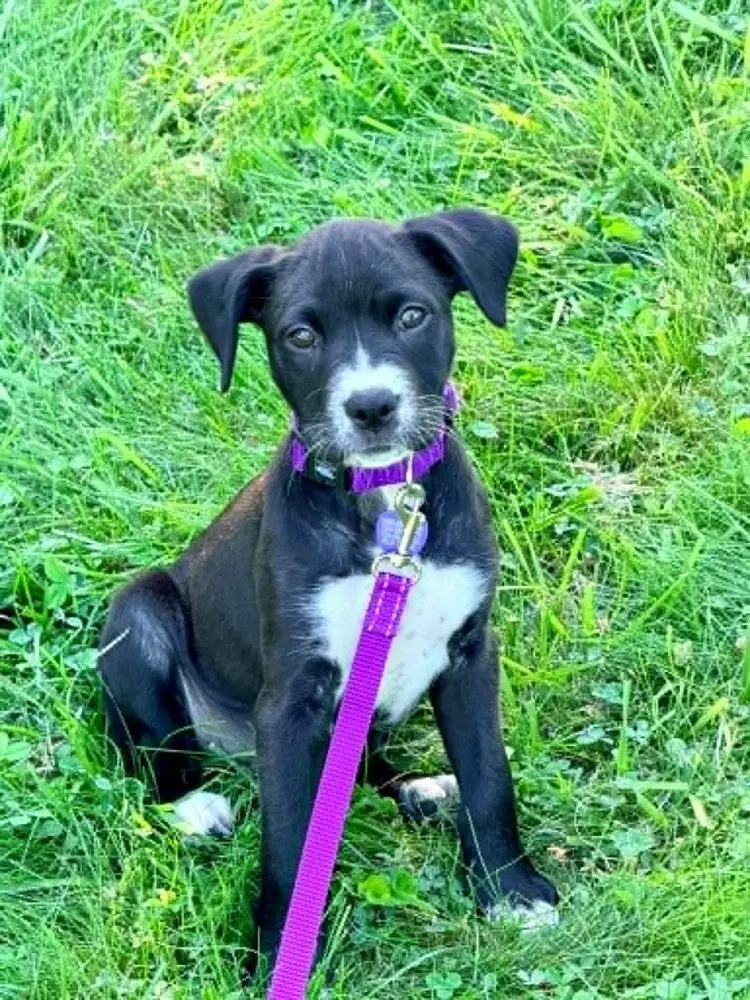Clover - Labrador Retriever