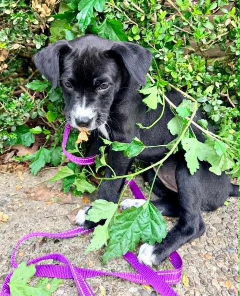 Clover image 3